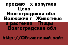 продаю 2-х попугаев › Цена ­ 1 000 - Волгоградская обл., Волжский г. Животные и растения » Птицы   . Волгоградская обл.